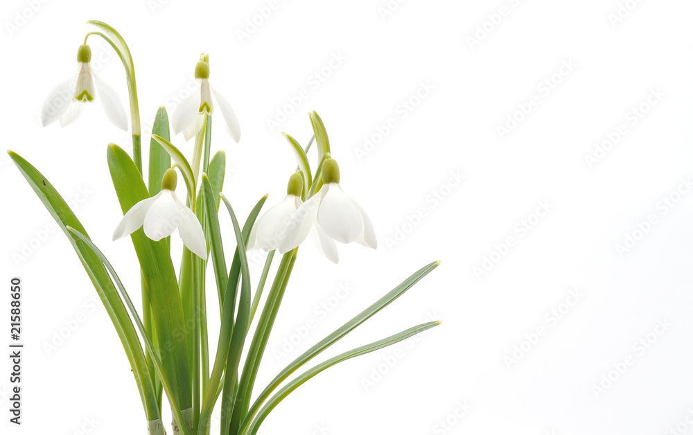 Fototapeta premium Snowdrops (Galanthus nivalis) on white background