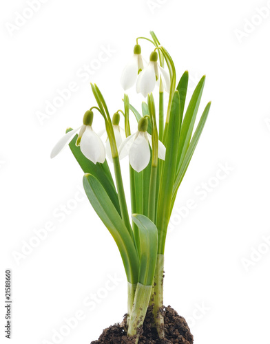 Snowdrops  Galanthus nivalis  on white background