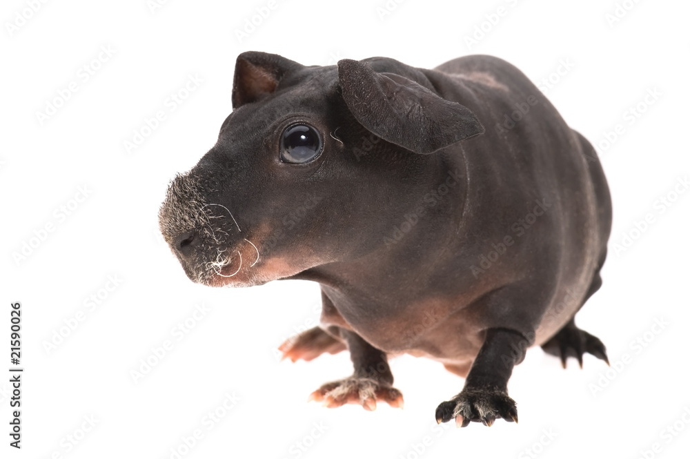 skinny guinea pig isolated on the white background skinny guinea pig isolated on the white background
