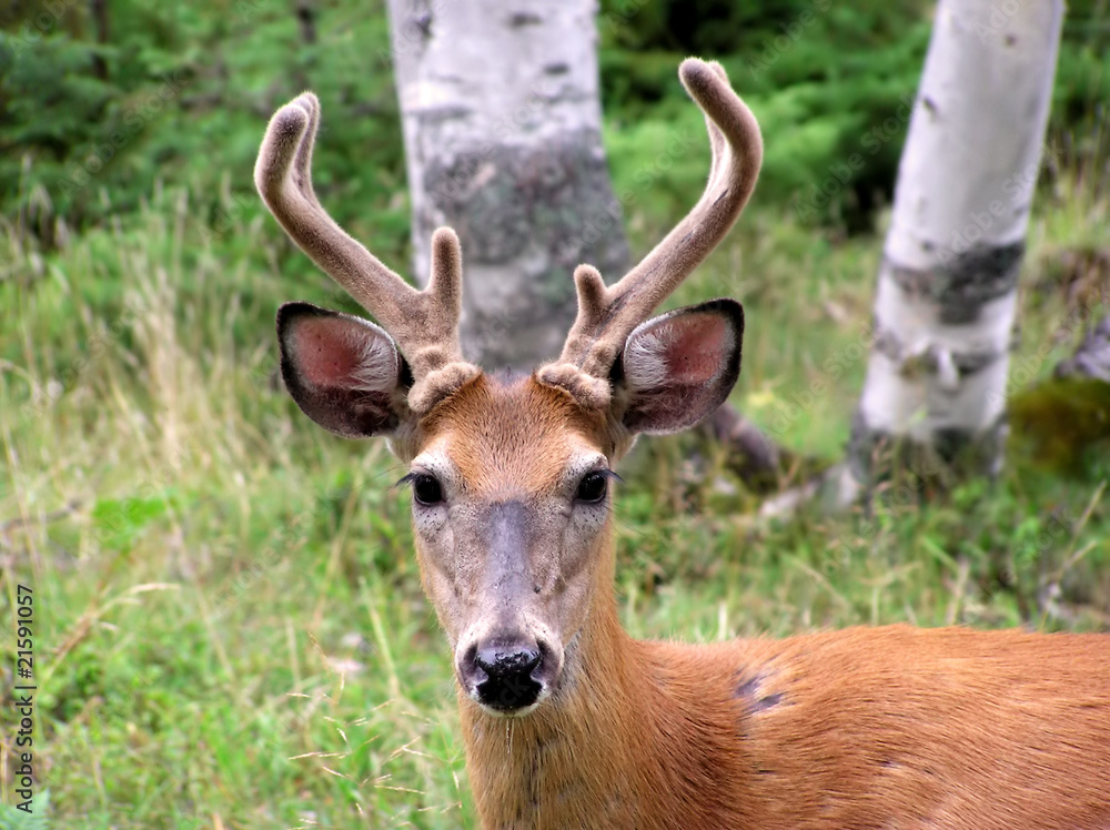 Buck white-tailed deer looking at camera