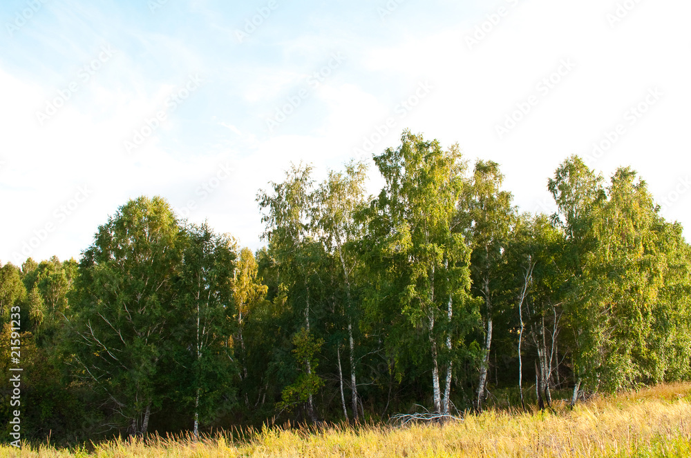 Obraz premium birch grove