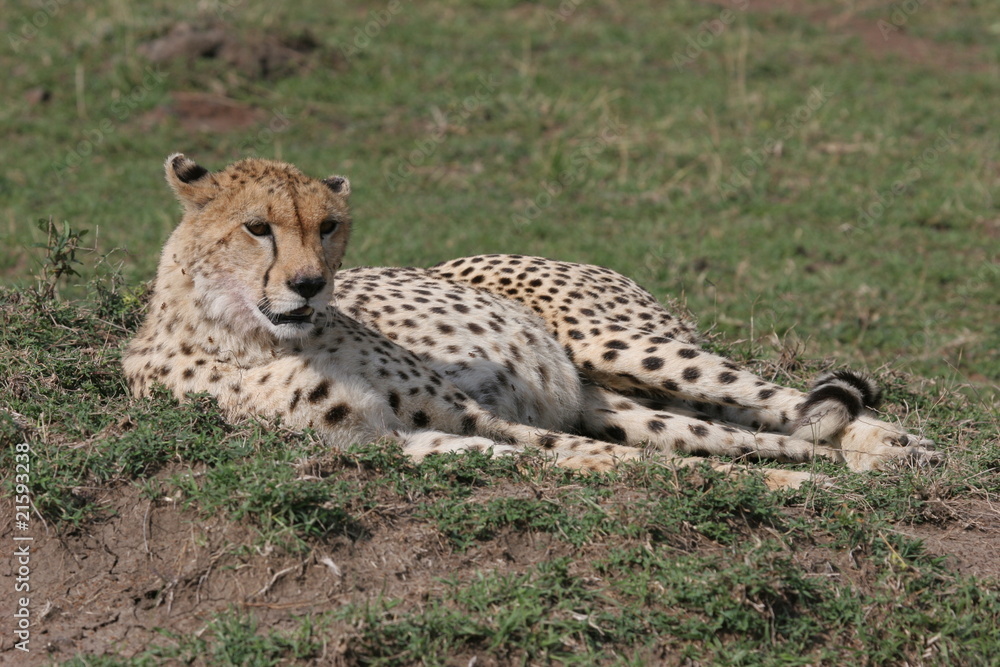 Cheetah laying in the grass with sunlight Cheetah laying in the grass with sunlight