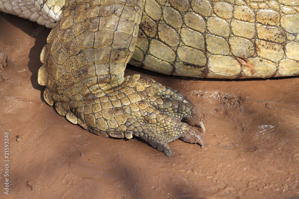 Obraz premium kenya coccodrilli tsavo est