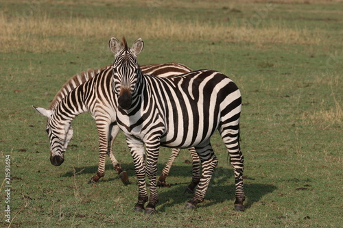 Two Zebras in the grass in Serengeti NP