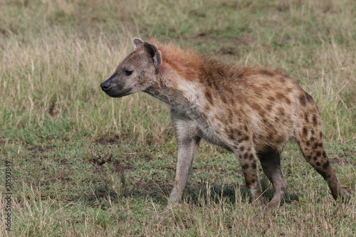 Hyena walking in the gras of Masai Mara National Park