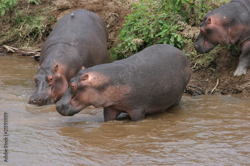 Herd of Hippos on river bank in Masai Mara National Park