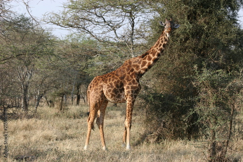 Giraffe in Masai Mara Park very close