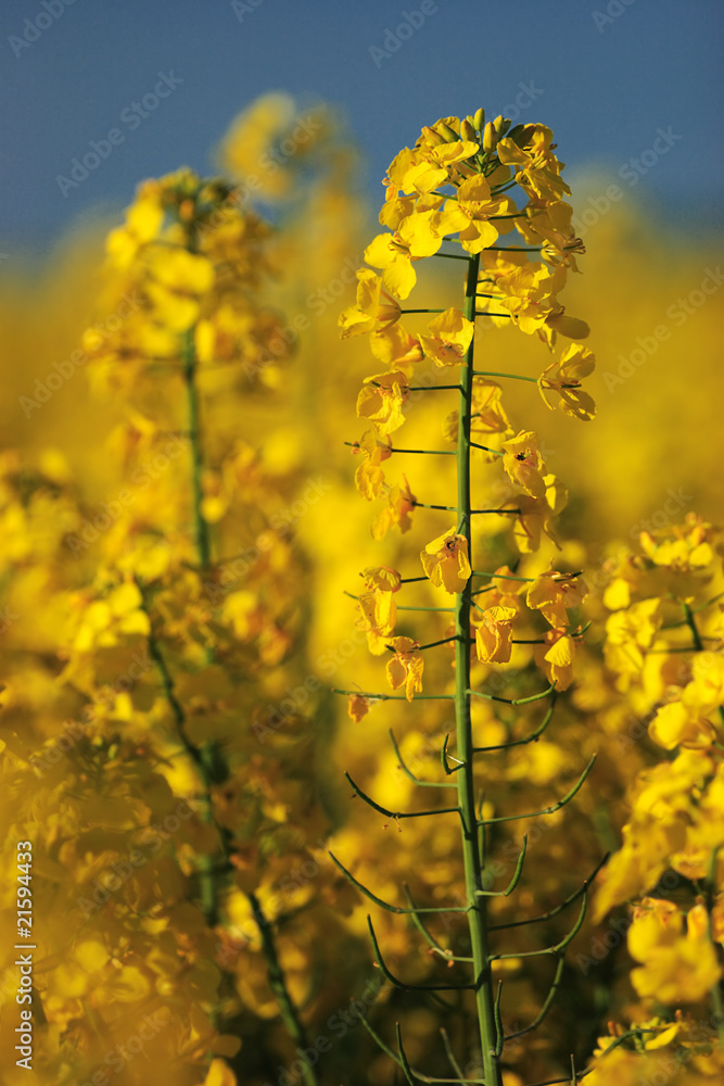 Obraz premium Close-up of rape in bloom