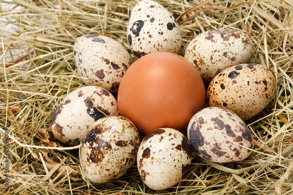 Quail eggs. Quail eggs.