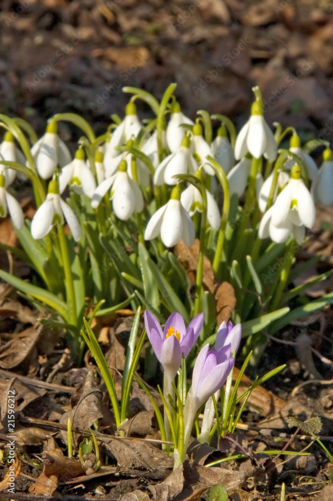 Schneeglöckchen und Krokusse auf den Waldboden Schneeglöckchen und Krokusse auf den Waldboden