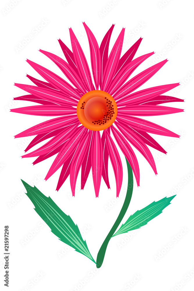 Fototapeta premium purple echinacea (Echinacea purpnrea) asymmetric