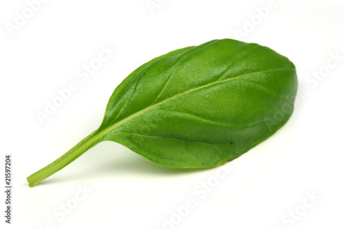 Basil leaf on white background