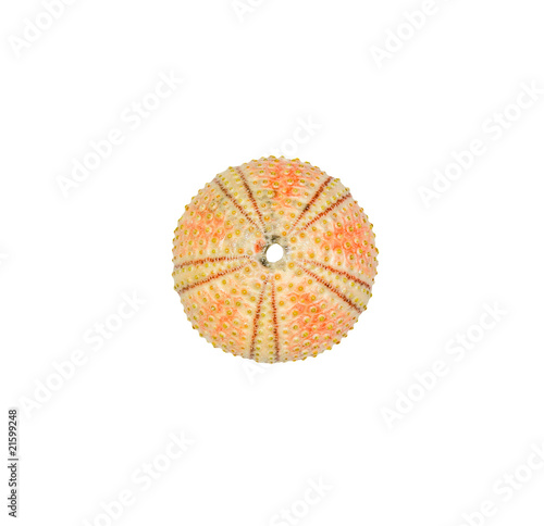 Colorful sea urchin skeleton texture