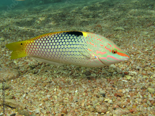 Checkerboard wrasse