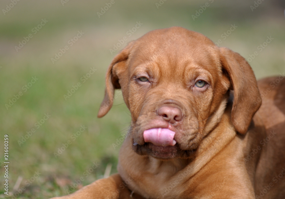 Hundebaby Hundebaby