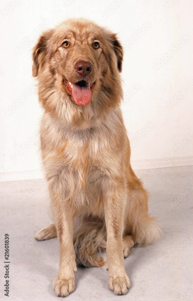 Aïdi chien des montagnes de l'Atlas marocain assis foto de Stock | Adobe  Stock
