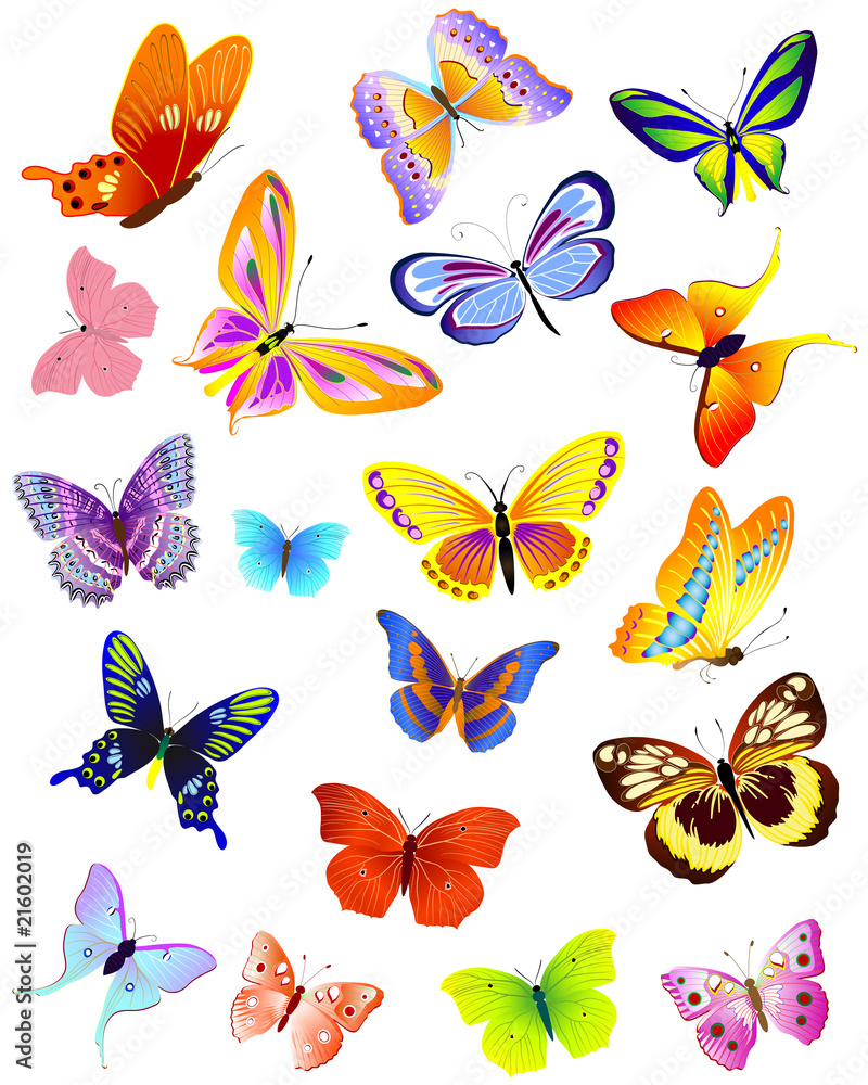 set of different butterflies set of different butterflies