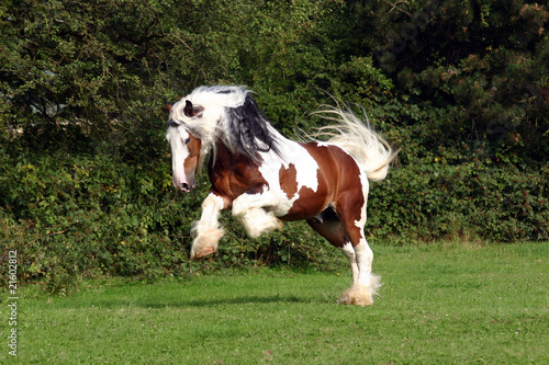 Foto Maverick Irish Cob Zuchthengst