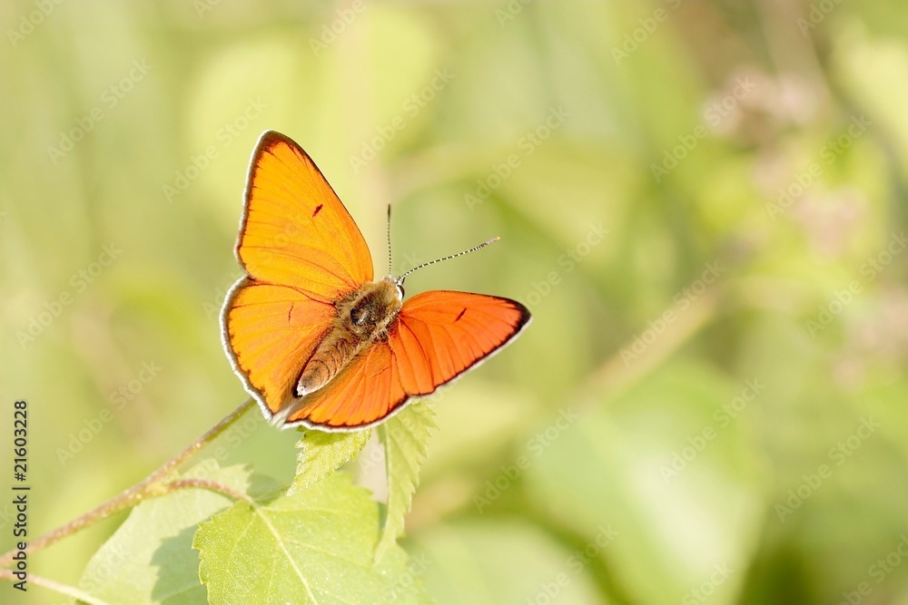 Butterfly resting on grass at sunrise Butterfly resting on grass at sunrise