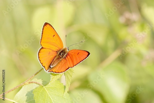 Butterfly resting on grass at sunrise