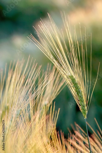 Wheat ears in the field backlit by the light of the rising sun