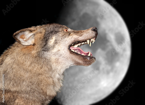 Wolf under the moon