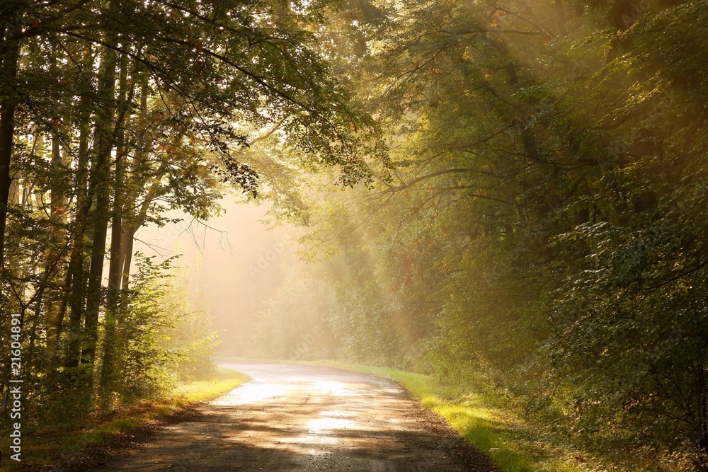 Fototapeta premium Country road through autumn forest at sunrise