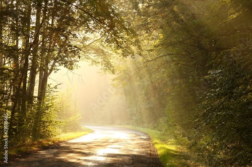 Country road through autumn forest at sunrise