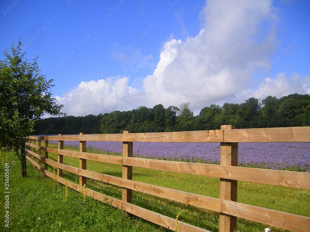 Blue Flower and the Farm Fence Blue Flower and the Farm Fence