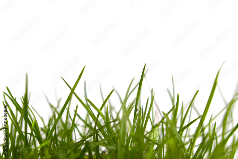 Fototapeta zielona łąka, tło