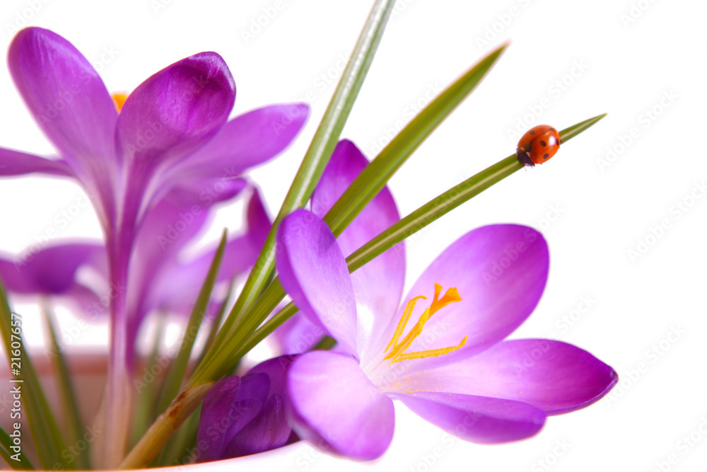 Naklejka premium marienkäfer