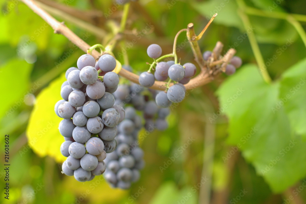Bunch of Wine Grapes Bunch of Wine Grapes