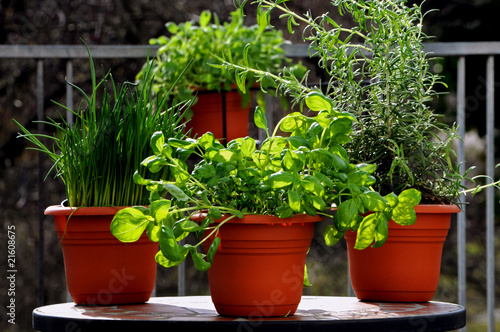 Pots of fresh herbs on the balcony
