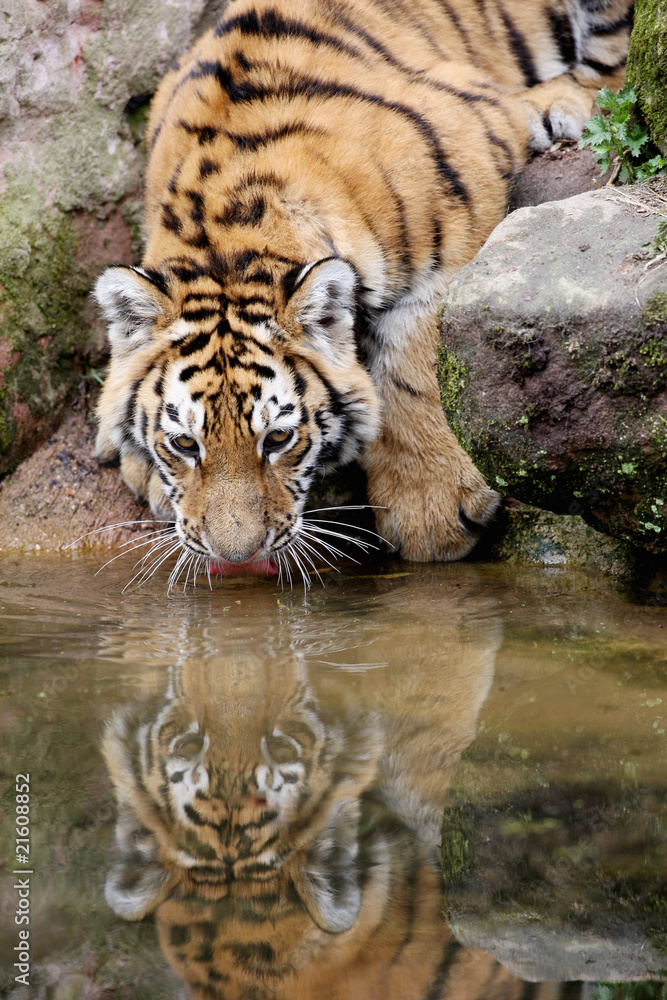 Fototapeta premium Sibirischer Tiger