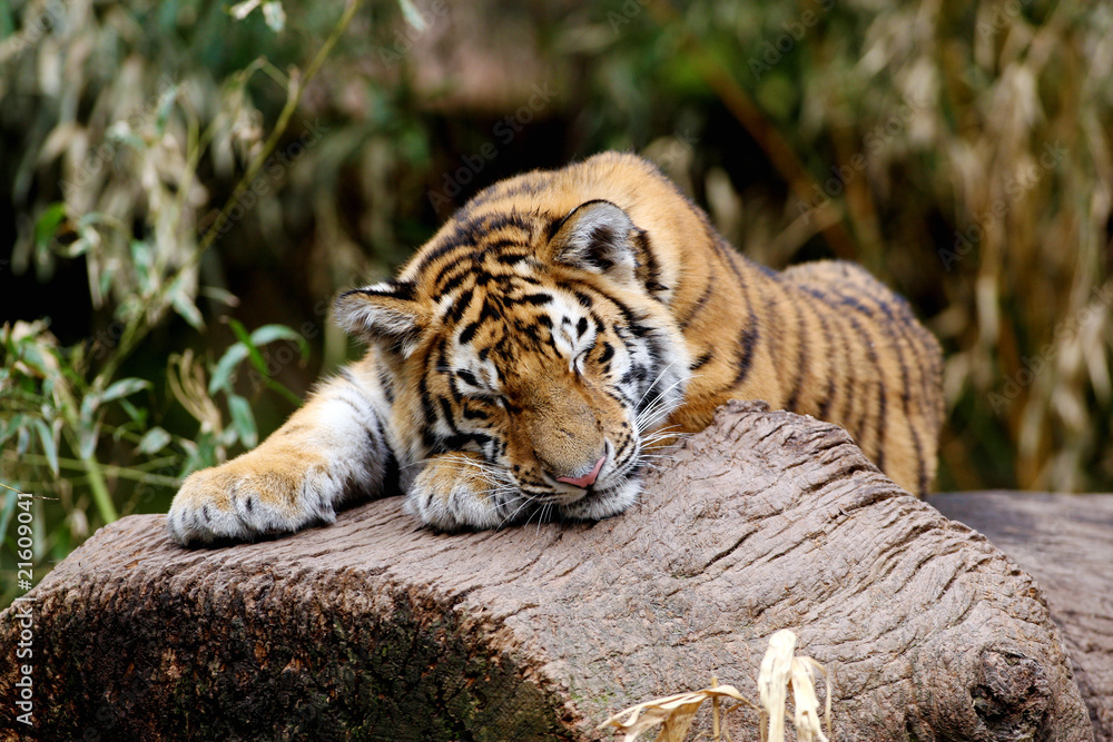 Fototapeta premium Sibirischer Tiger