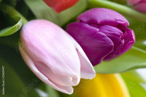 Macro shot of pink and purple tulips