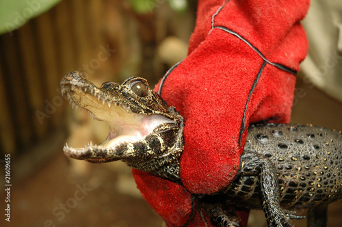 Dwarf crocodile (Osteolaemus tetraspis) photo