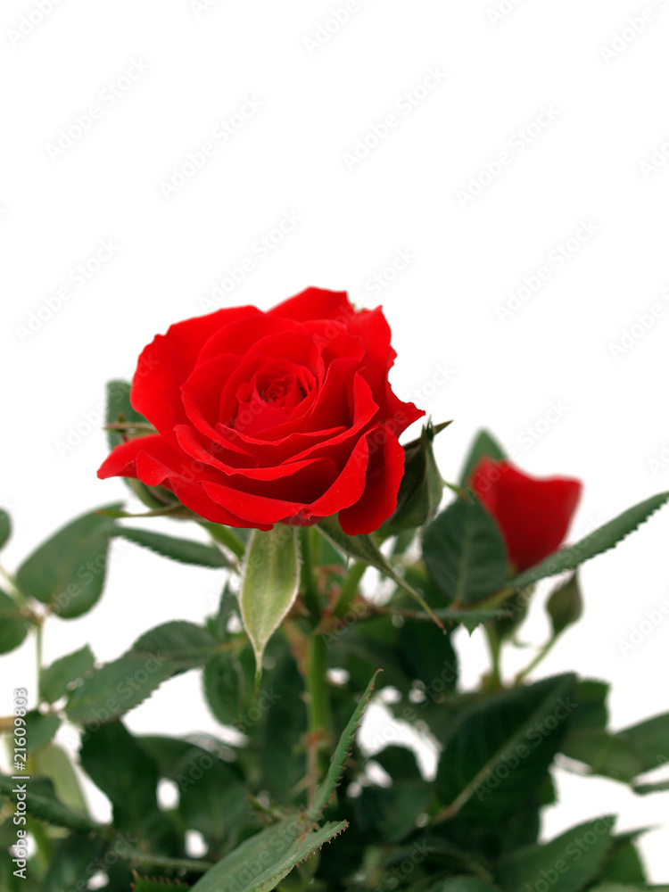 Fototapeta premium Red rose