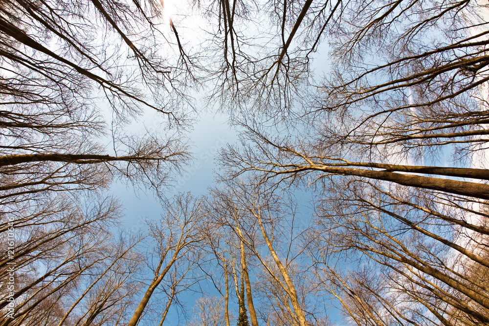 Fototapeta premium Spring tree crowns on deep blue sky