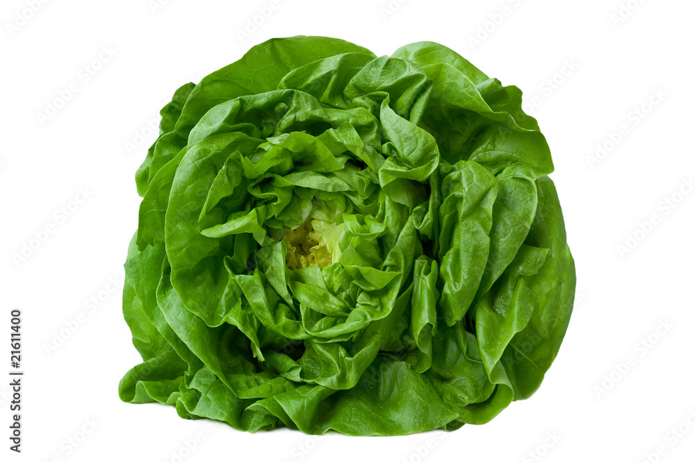 fresh head of lettuce fresh head of lettuce