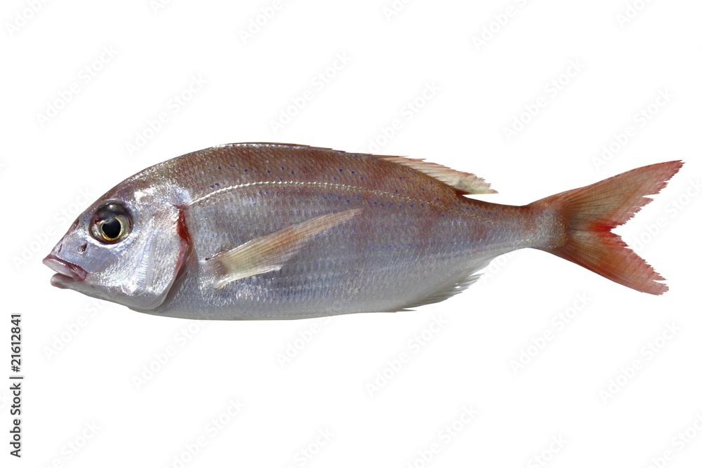 Fototapeta premium common pandora fish pagellus erythrinus