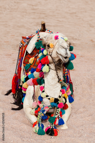Camel in color decorations