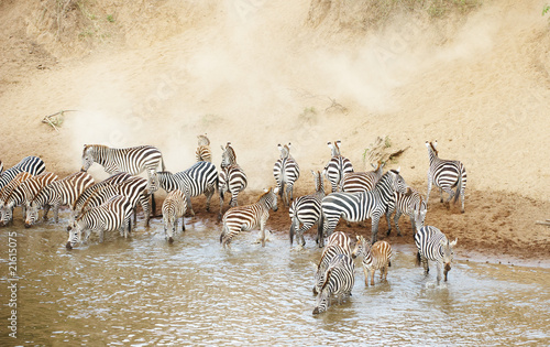 Herd of zebras  African Equids  drinking from the river