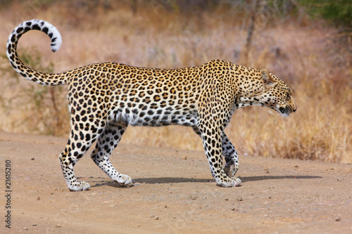 Leopard walking on the road