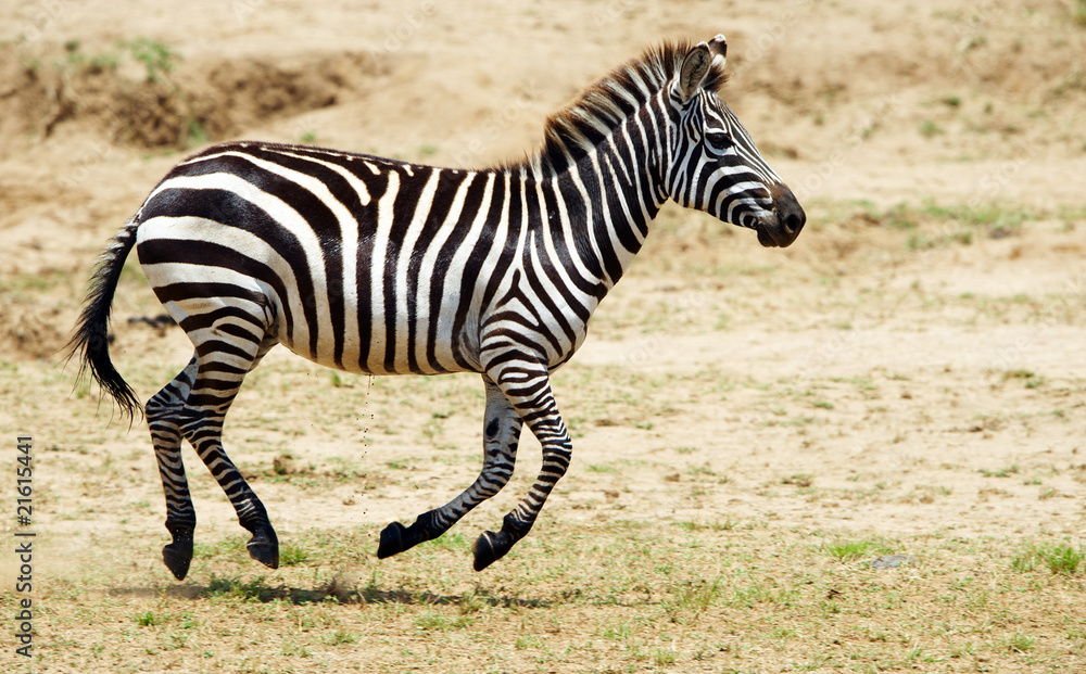 Single zebra (African Equid)