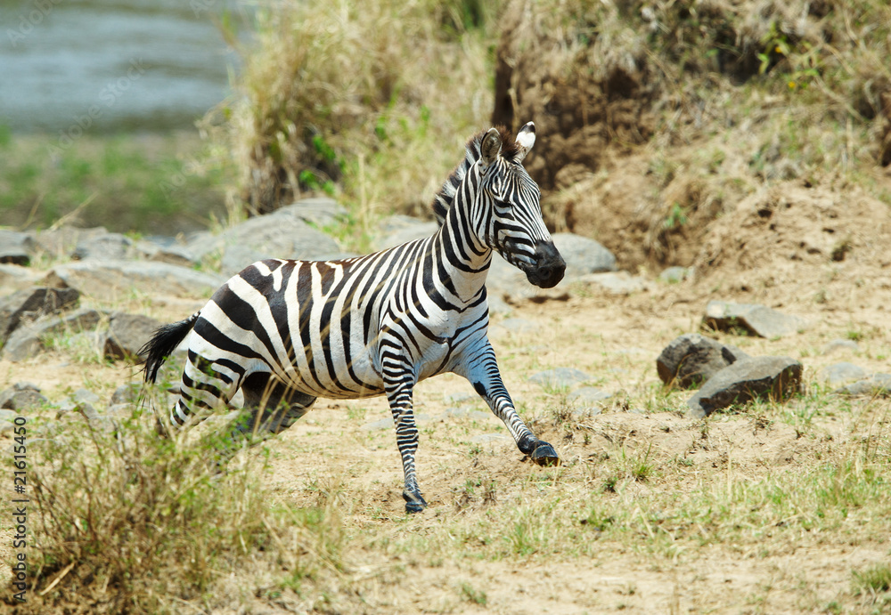 Single zebra (African Equids) running Single zebra (African Equids) running