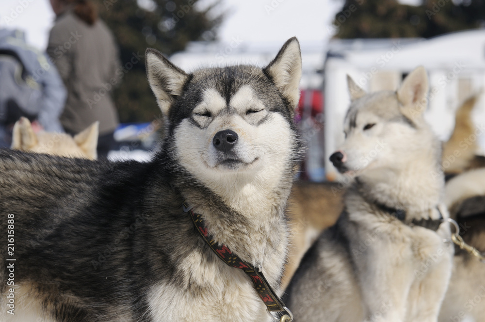 duo de chiens polaires