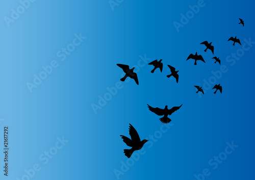 oiseaux dans le ciel