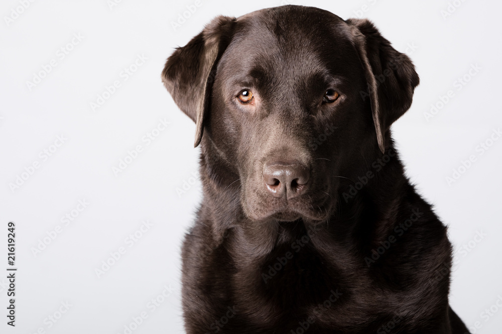 Serious Looking Chocolate Labrador Serious Looking Chocolate Labrador