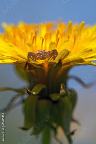 the spider on the dandelion